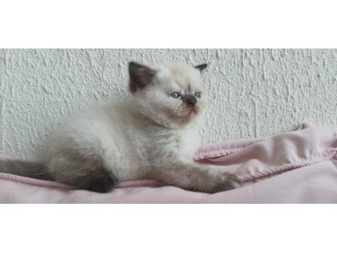 İran kedisi miniklerimiz ailelerini bekliyor