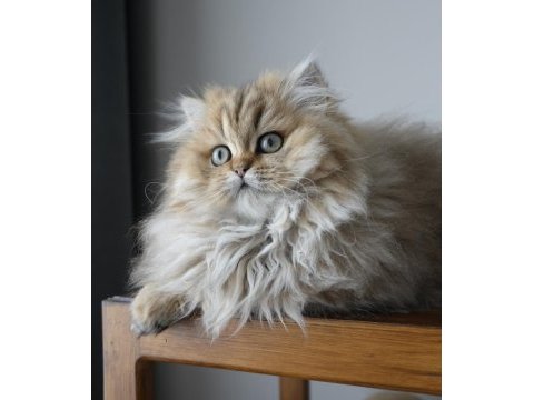 Harika golden british longhair bebek