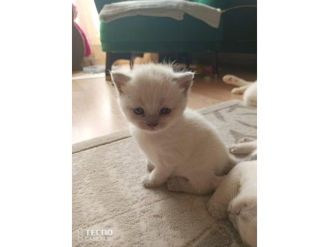 Yeni bebek kediler geldi