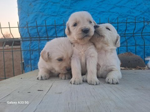 Erkek disi golden yavrularimiz