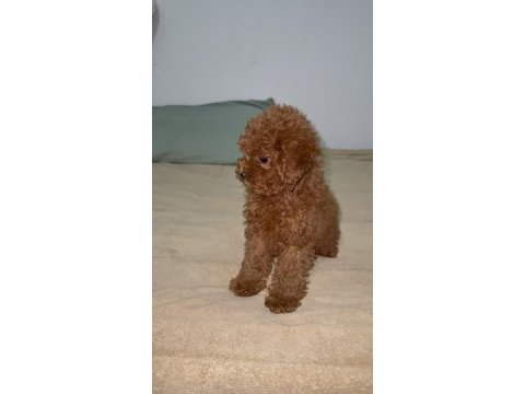 Anne 2700 baba 210 kg orjinal toy poodle kore kan