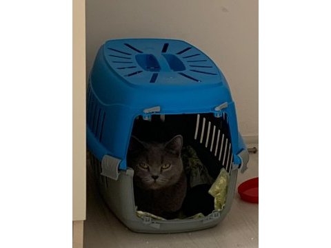 Çok uygun british shorthair (uysal,oyuncu,insan canlısı)