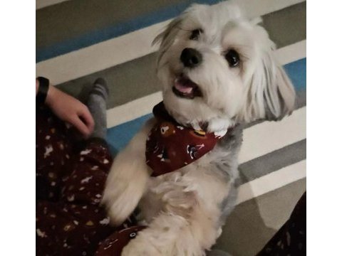 Çok sevecen uysal köpeğimiz