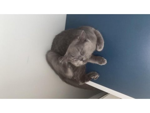Tatlı bir kedicik