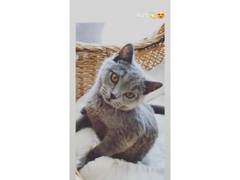 British shorthair