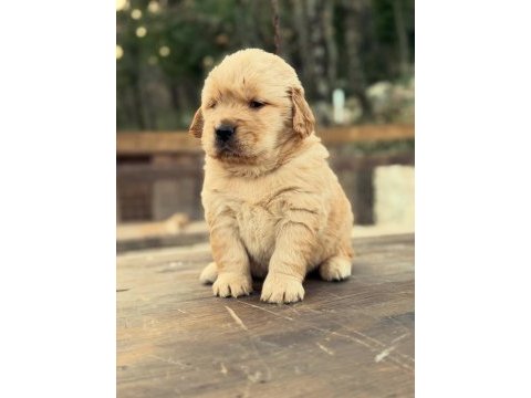 Golden retriever yavruları 