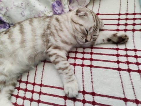 Yavru british shorthair 4 aylık