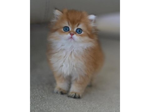 Gold kürklü british longhair 