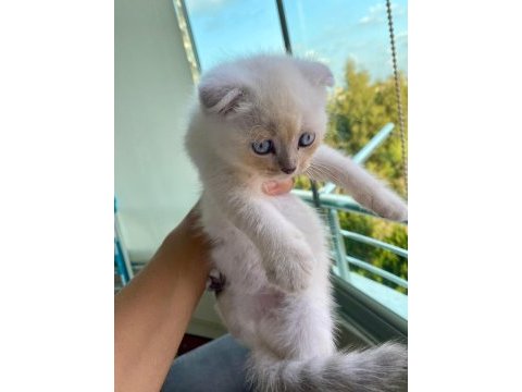 Scottish fold lynx point