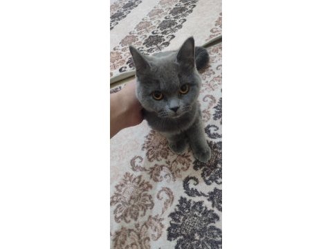 Akıllı ve sevimli british shorthair