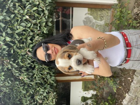 Beagle yavrularım sağlık ve ırk garantilidir
