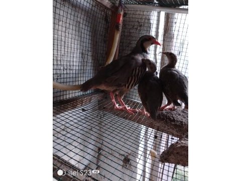 5 aylık keklik palazları