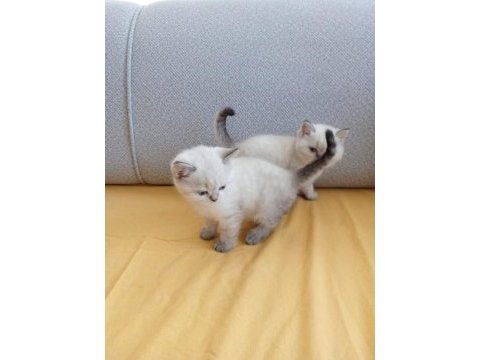 Bu british shorthair ponçikler yeni yuvalarını arıyor
