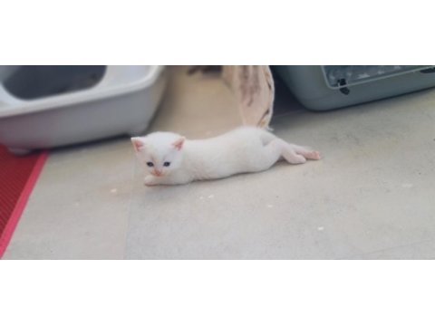 Mavi boncuklarım british shorthair