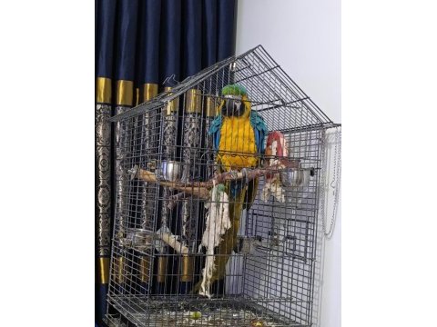 11-12 aylık macaw papağanı