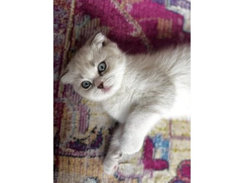 Scottish fold 2 aylık