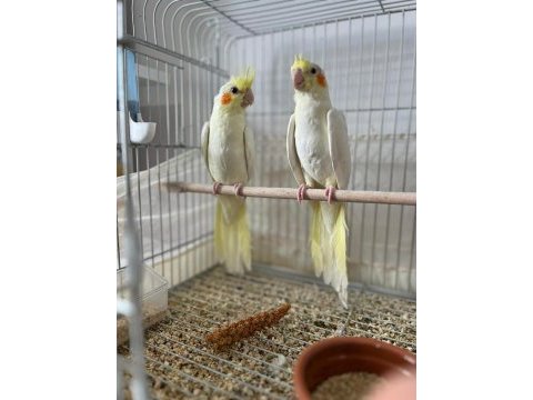 5 adet yavru sultan 3 lutino 2 pied acil satılık