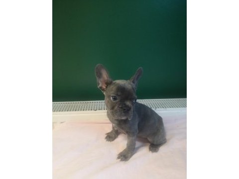 Anatomi harikası blue french bulldog yavrularımız
