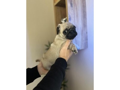 Pug erkek yavrumuz