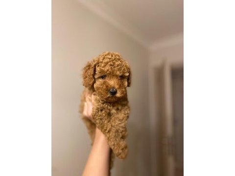 A kalite toy poodle yavrular