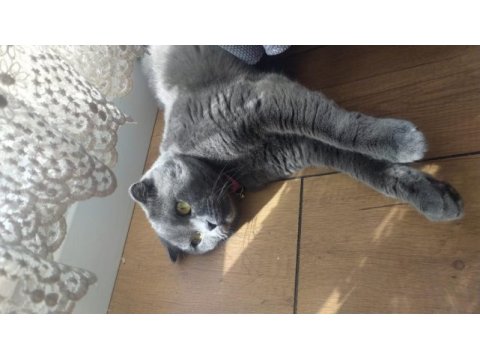 Dişi scottish fold