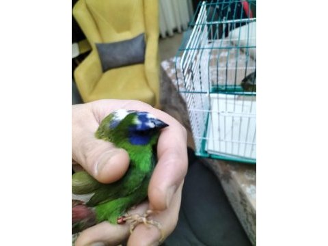 Mavi yüz parrot cinemon lutino taşıyıcı sultan papağanı