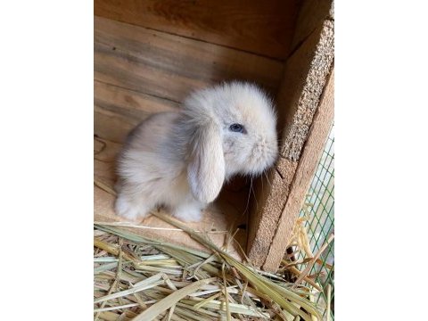 Holanda lop mini lop cüce tavsan tavşanlar gonderim var