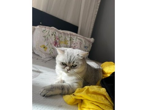 2,5 yaşında dişi kedimiz sakin yavru