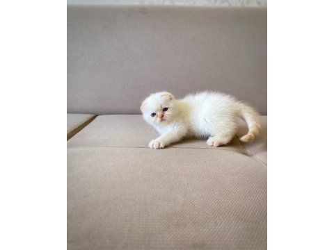 A kalite scottish fold erkek