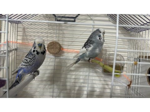 Show çift iri boy muhabbet kuşu