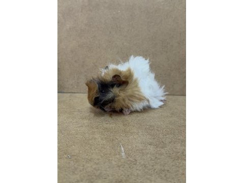 Ginepig yavrularımız gün içi gönderim sağlanmakta