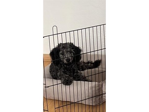 6 aylık silver poodle