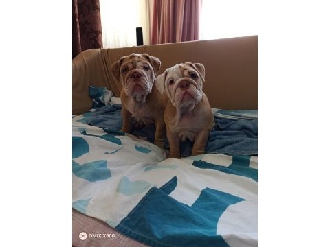 Özel renk egzotik ingiliz bulldog yavrumuz