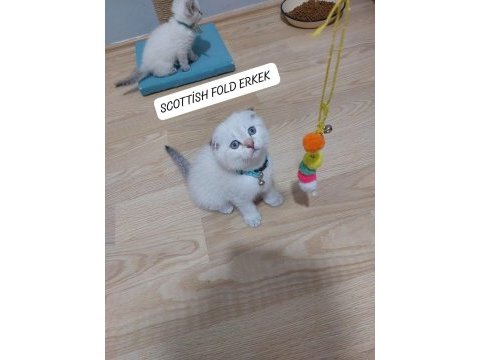 Scottish fold paşam hazır
