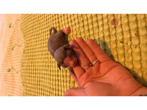 Safkan kanada sfenksi yavrularımız