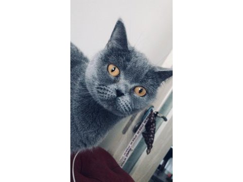 Özel ırk a kalite british shorthair
