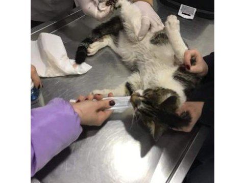 Depremzede kedi