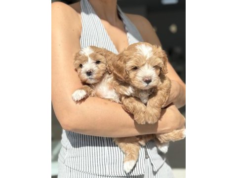 Maltipoo prensesler