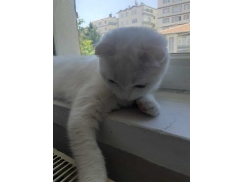 Acil uyguna kar beyazı pamuk scottish fold