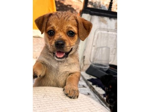 Orjinal ırk minyatür pinscher