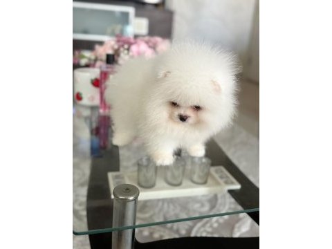 Teacup ayıcık pomeranian