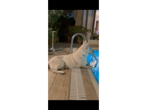 Kan hattına sahip nadir bulunanlardan albino alman kurdu
