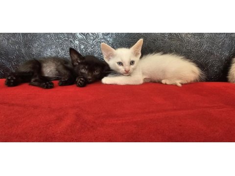 2 aylık yavru melez kediler
