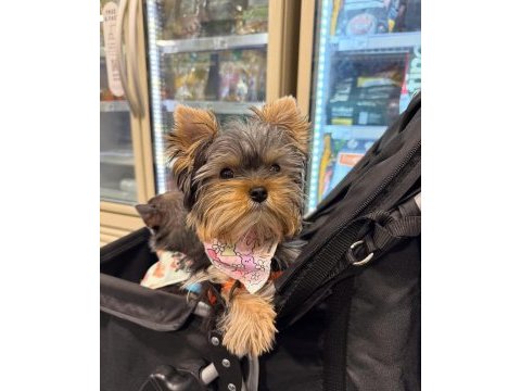 Havlama huyu asla yok çok uslu köpeğimiz