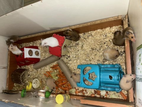 Birbirinden güzel hamster bebekler