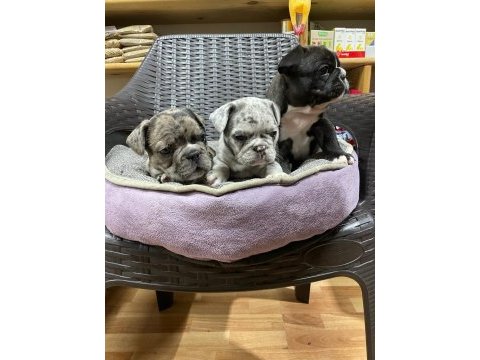 Erkek dişi french bulldog köpekler
