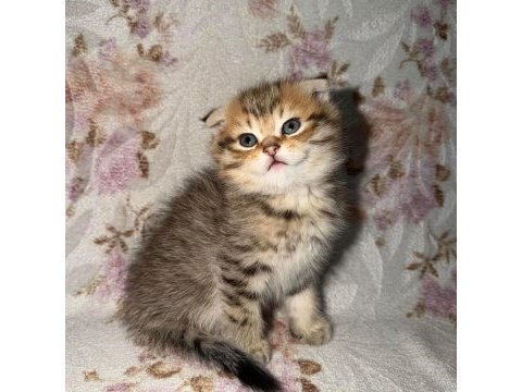 British longhair sağlık ırk garantili