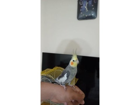 1 yaşında dişi sultan papağanı yeni yuva arıyor