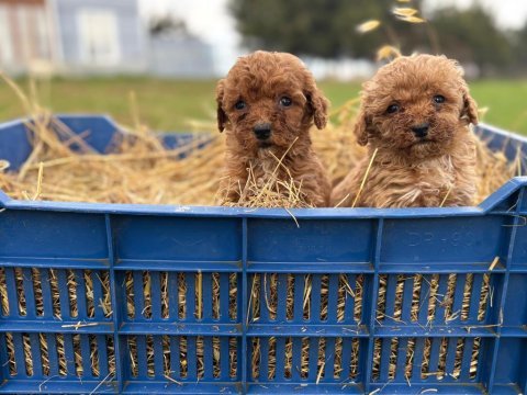 Çok sağlıklı poodle yavrular