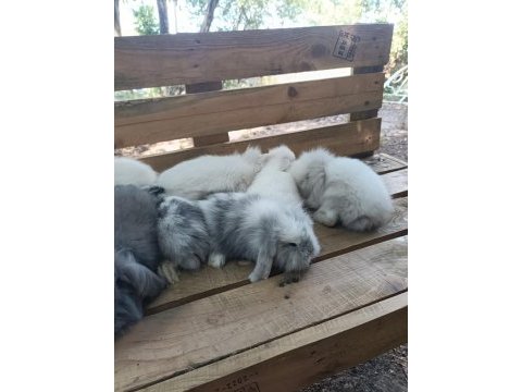 Safkan hollanda lop tavşan yavruları